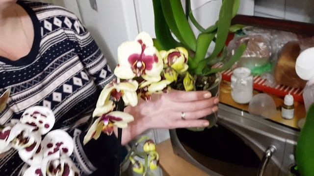 Орхидеи на продажу от JMP? большой завоз #10 смотреть онлайн