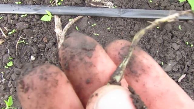 Экстренный выпуск. Болезнь огурцов!!!!! смотреть онлайн