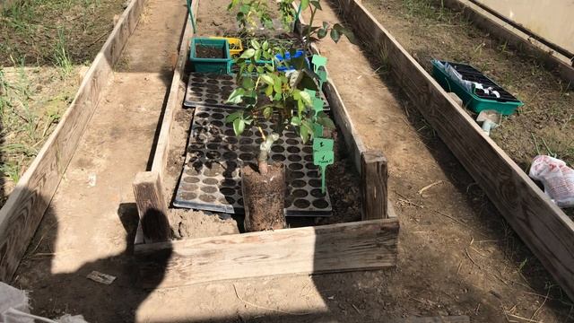 Чем подкормить розы весной Для пышного цветения смотреть онлайн