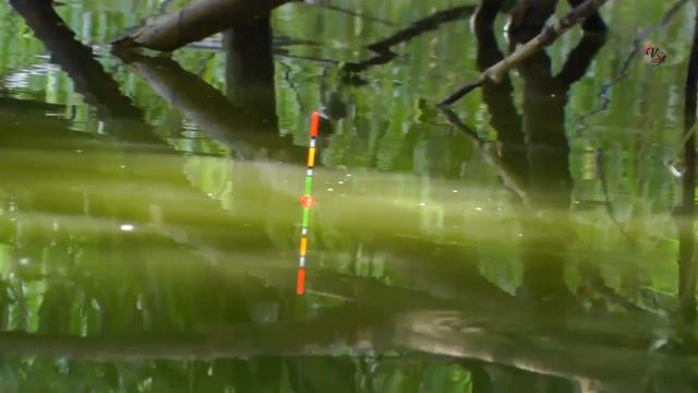 Поклевка КАРАСЯ 🐟на поплавок, рыбалка на озере. Fishing angeln la pesca câu cá memancing Fish ประมง смотреть онлайн
