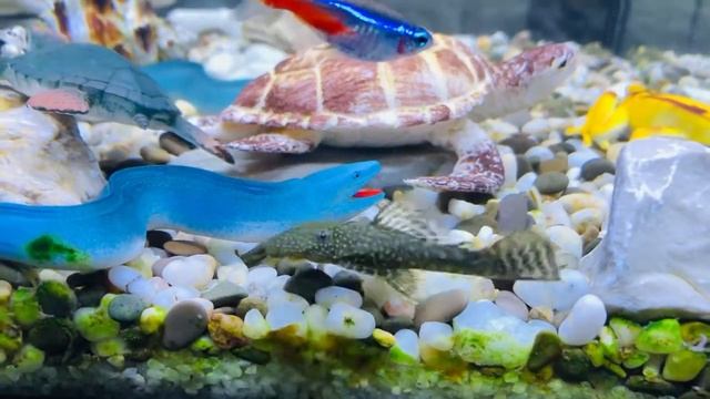 Сомик чистит аквариум смотреть онлайн