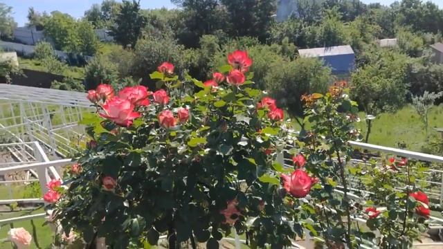 Штамбовая Роза Анни Дюпрей Anny Duperey Meilland Франция, 2006 Шрабы (Modern Shrub) смотреть онлайн