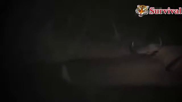 Most Amazing Wild Animal Attacks  | Lion Vs Buffalo Real Fight борьба животных