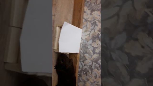 Животныелюди 2