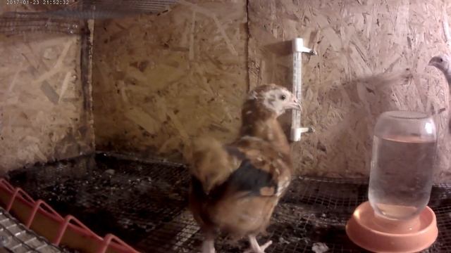 Куры на прогулке. Будем забивать.