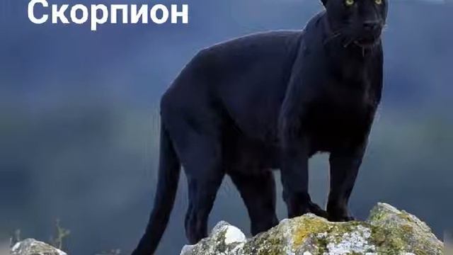 Какой ты хищник по знаку зодиака? смотреть онлайн