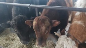 КАК ВЫГЛЯДЯТ СИММЕНТАЛЬСКИЕ БЫЧКИ