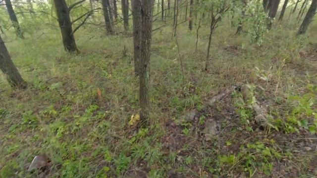 Подосиновики 2023!Тихая охота в одиночку. Грибы в Сибири. смотреть онлайн