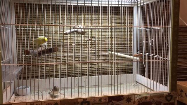 Жёлтый кенар кроет серую канарейку 1 смотреть онлайн