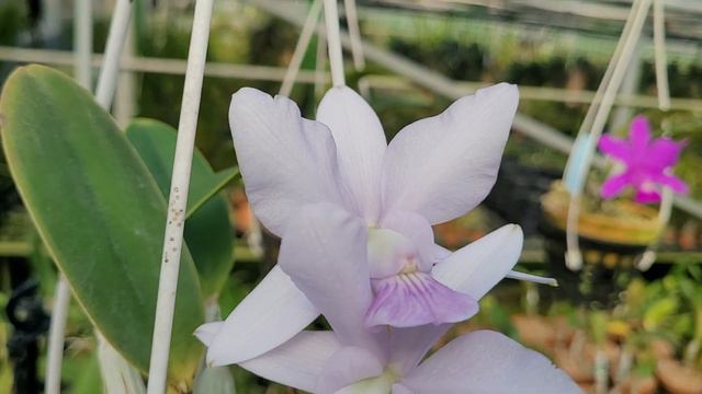 Cattleya Walkeriana Var. Coerulea