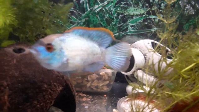 Нанокары смотреть онлайн