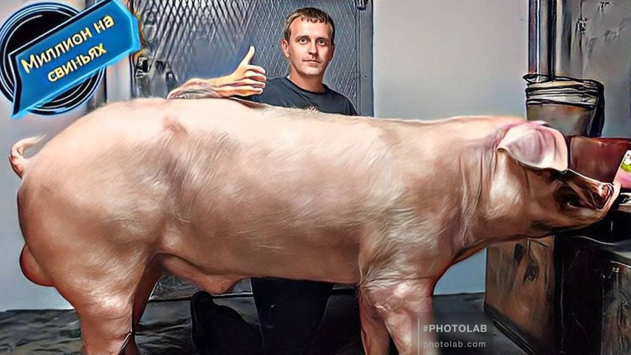 Опорос свиноматки породы пьетрен!