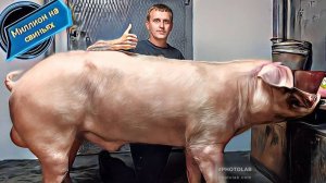 Опорос свиноматки породы пьетрен!