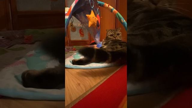 Гера и нерпа #geravna #дом #нерпа #любовь #топчик