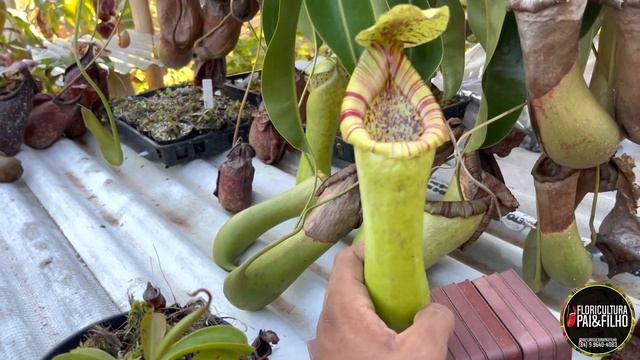Nepenthes Ventricosa (Planta carnívora) e seus híbridos crescendo em lowland смотреть онлайн