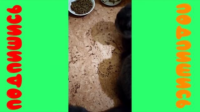 Как рос шотландский вислоухий котенок 2, Джон уже вырос/As the Scottish fold kitten grew 2 смотреть онлайн