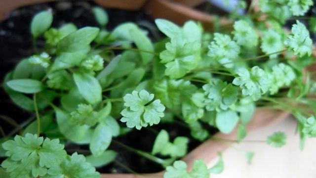 ПЕТРУШКА ДОМА на ПОДОКОННИКЕ и застекленном балконе смотреть онлайн