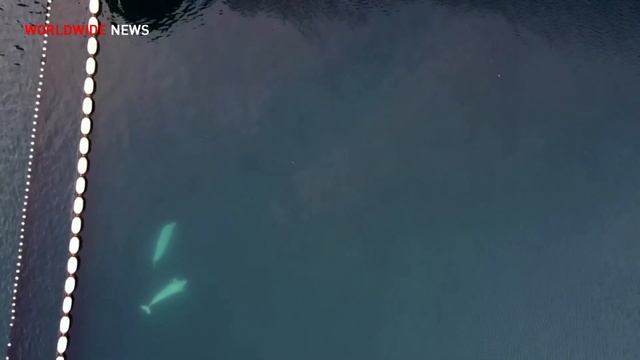 Former captive beluga whales explore new open water sanctuary смотреть онлайн