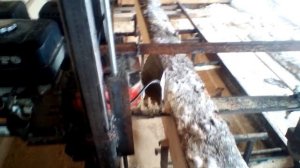 Самодельная шинная пилорама с китайским двигателем..