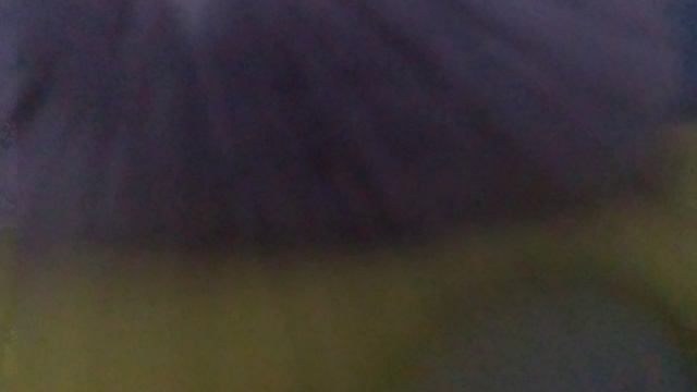 ЧЕРЕПУХУС ЛЕТАЕТ 2!! КУАЛЫЧ УЛЕТЕЛ В ЛЕС??