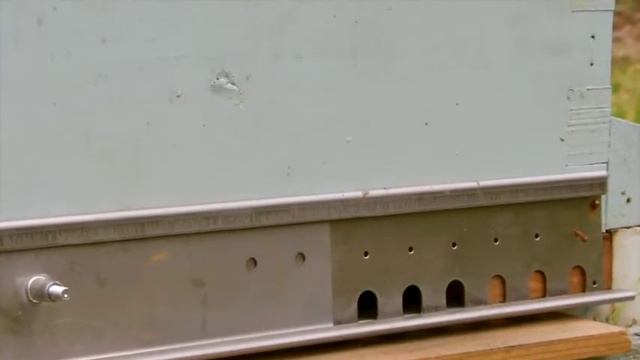 С Новым 2017 годом от английских пчелок. смотреть онлайн