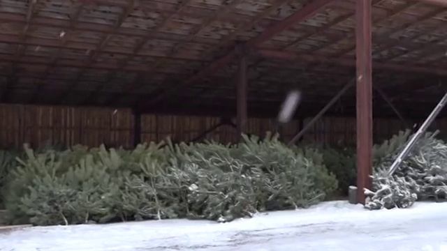 Зеленые красавицы ждут своих покупателей смотреть онлайн