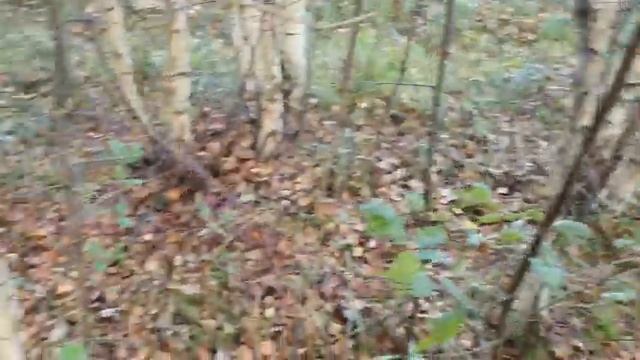 Экспедиция за золотом смотреть онлайн