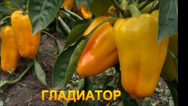 САМЫЕ УРОЖАЙНЫЕ ПЕРЦЫ ЖЁЛТОГО ЦВЕТА смотреть онлайн
