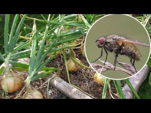 Морковная и луковая мухи？ Избавьтесь от них! 5LCHCPehWp4
