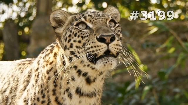 #3199. Леопарды (В мире животных) смотреть онлайн
