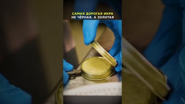 Самая дорогая икра в мире! #shorts смотреть онлайн