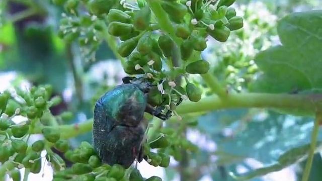 Бронзовка золотистая смотреть онлайн