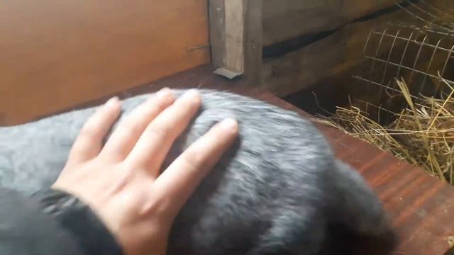 Самка полтавское серебро 4.5 месяца смотреть онлайн
