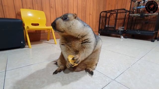 Jackfruit is a fruit that marmot loves very much смотреть онлайн