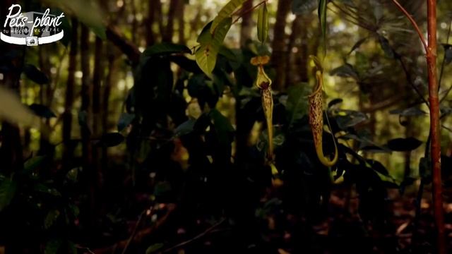 Simbiosis entre Nepenthes Rafflesiana y Murcielago ? смотреть онлайн