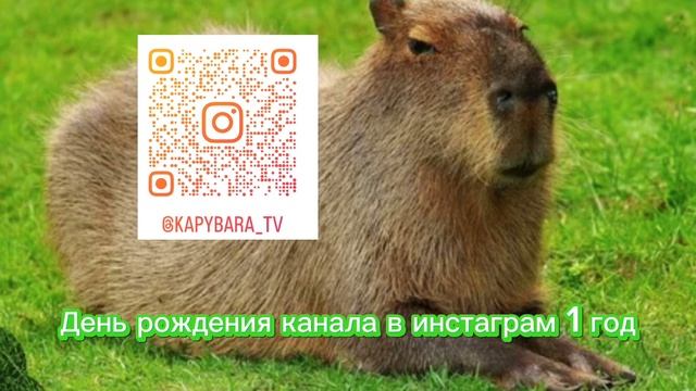 День рождения моего канала в инстаграм ( 1 год ) смотреть онлайн