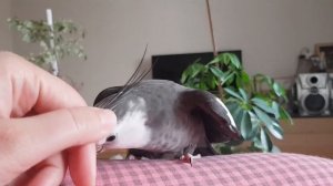 корелла поет, корелла говорит, попугай корелла, попугаи приколы The cockatiel Nymphicus hollandicus