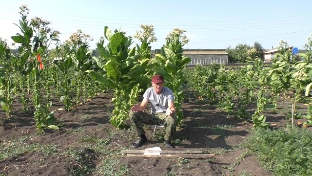Обзор Курительного табака - отвечаю на Ваши вопросы. смотреть онлайн