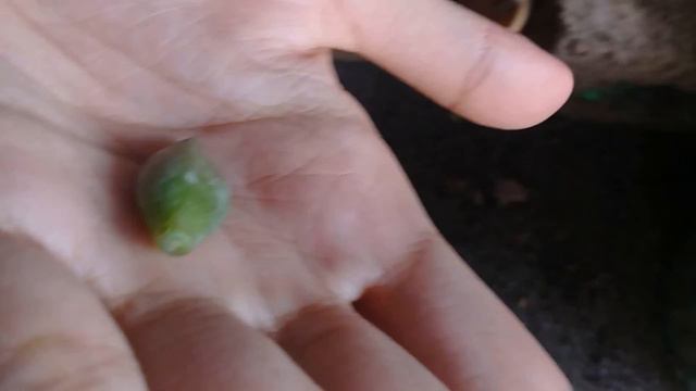 Alamin // Simple at Madaling Paraan sa Pagpaparami ng Succulent смотреть онлайн