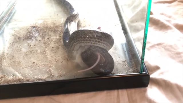 CHRIS’S REPTILE ROOM TOUR & FEEDING!! смотреть онлайн