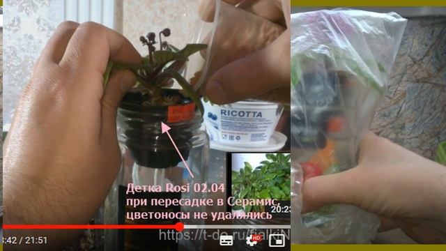 Пересадил в Серамис минифиалку с цветоносами! Что получилось? смотреть онлайн