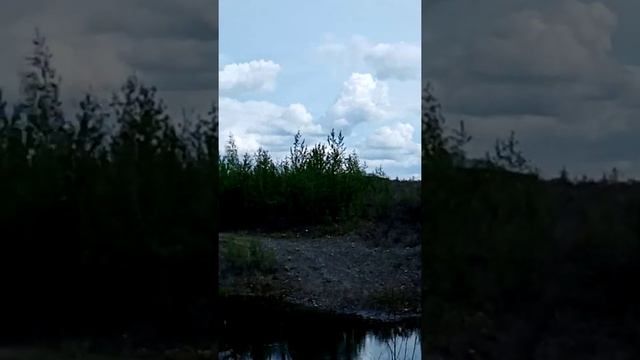 ЧАЙКИ ОХОТЯТСЯ НА РЫБУ смотреть онлайн