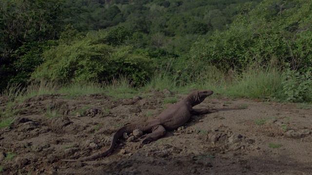 Could Komodo Dragons Survive In Australia?