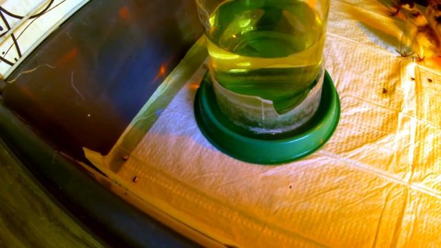 Кто виноват? Давно не было такого плохого вывода птенцов смотреть онлайн