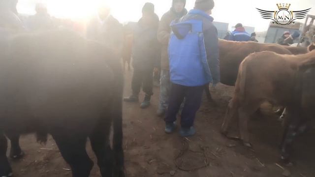 13-ЯНВАРЬ НОКИС РАЙОН МАЛ БАЗАРЫ/СКОТНЫЙ РЫНОК/BUQALAR/BIGGEST BULLS IN THE WORLD/BIGG BULLS
