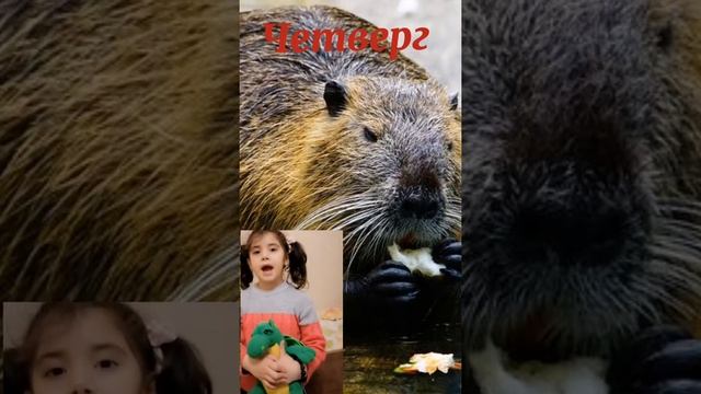 В зоопарке крокодил. Дни недели. смотреть онлайн