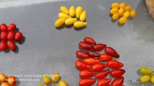 Обзор сортов кизила на 25 августа