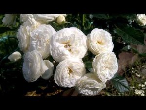 РОЗЫ.ЦВЕТЕНИЕ ПРОДОЛЖАЕТСЯ. ЕЩЕ 5 ШИКАРНЫХ СОРТОВ.