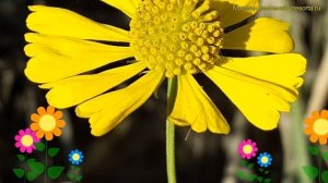 Гелениум осенний Лоли поп. Краткий обзор, описание характеристик helenium autumnale Lolly Pop