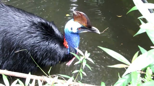 Казуар пытается съесть себя же смотреть онлайн